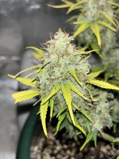 Pound Cake auto. Week 9