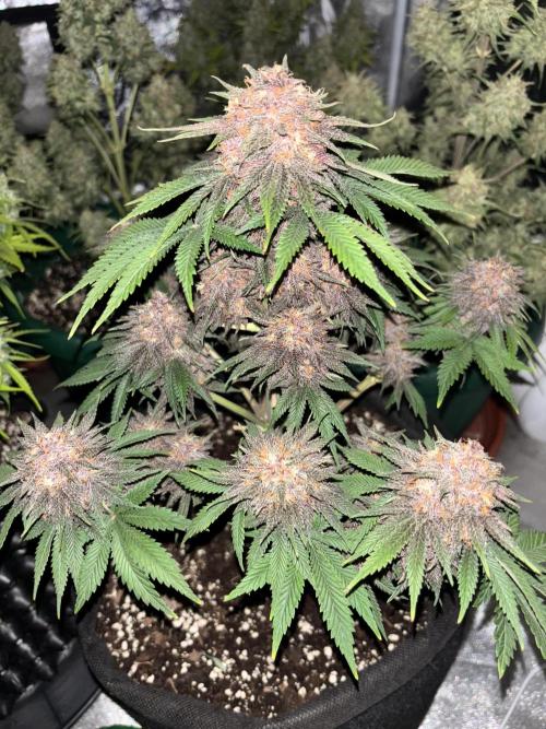 Cherry Cola auto. Week 9