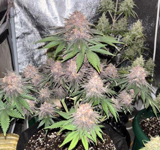 Cherry Cola auto. Week 9