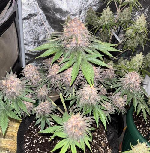 Cherry Cola auto. Week 9