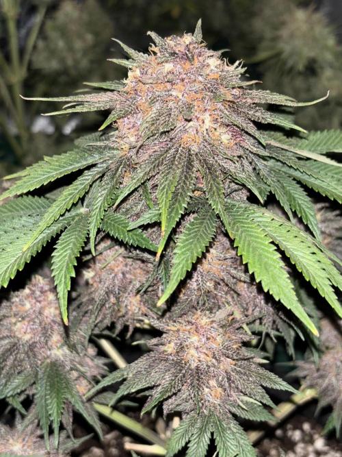 Cherry Cola auto. Week 9