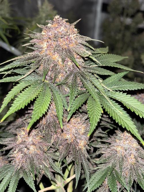 Cherry Cola auto. Week 9