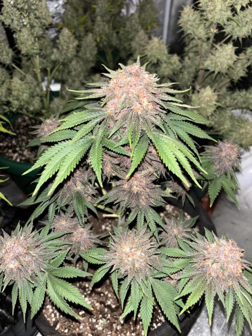 Cherry Cola auto. Week 9