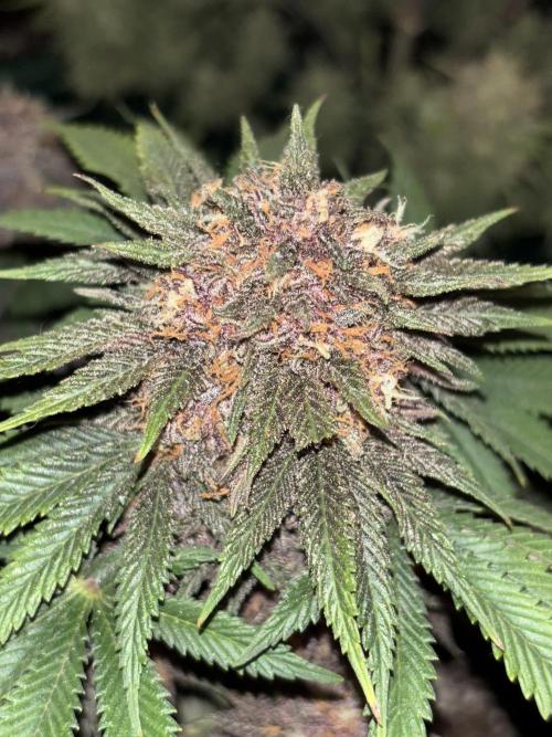 Cherry Cola auto. Week 9