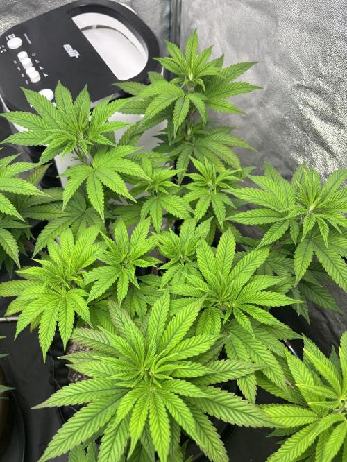 Lemon Cherry Gelato. Week 8