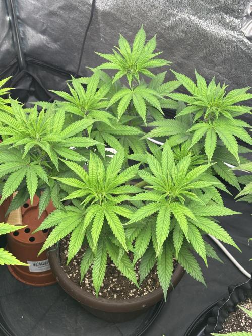 Lemon Cherry Gelato. Week 8