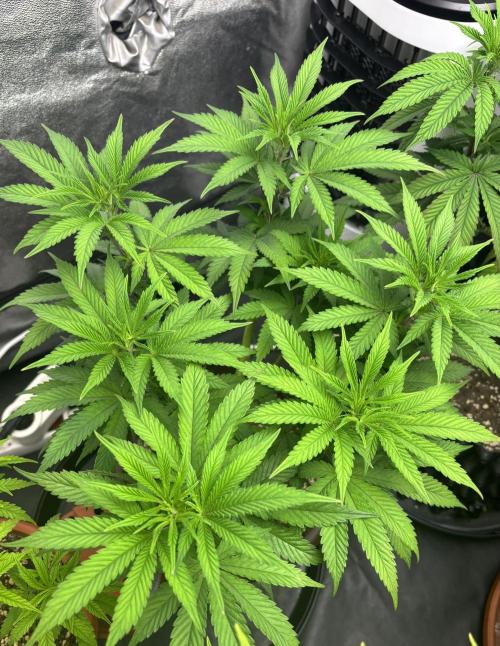 Lemon Cherry Gelato. Week 8