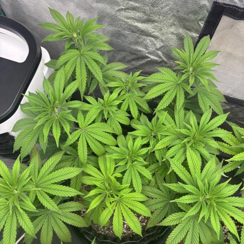 Lemon Cherry Gelato. Week 8