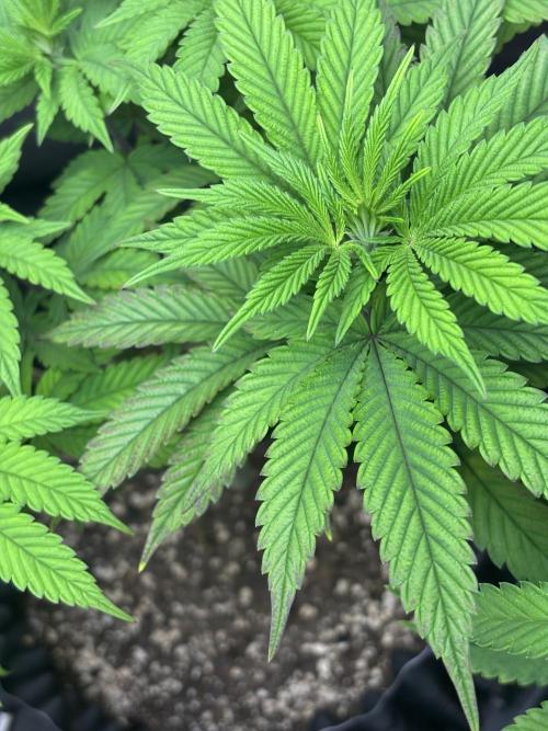 Lemon Cherry Gelato. Week 8