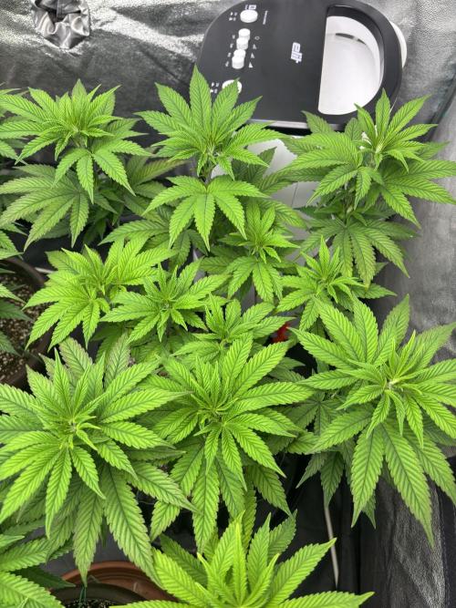 Lemon Cherry Gelato. Week 8