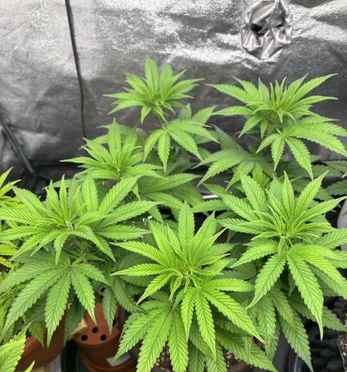 Lemon Cherry Gelato. Week 8