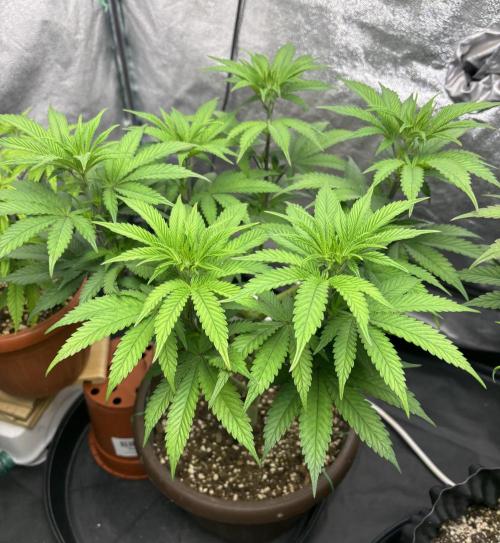 Lemon Cherry Gelato. Week 8