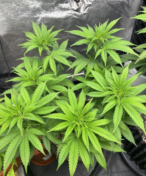 Lemon Cherry Gelato. Week 8