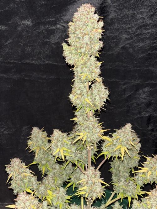 Pound Cake auto. Week 10