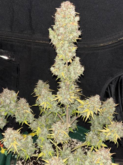 Pound Cake auto. Week 10