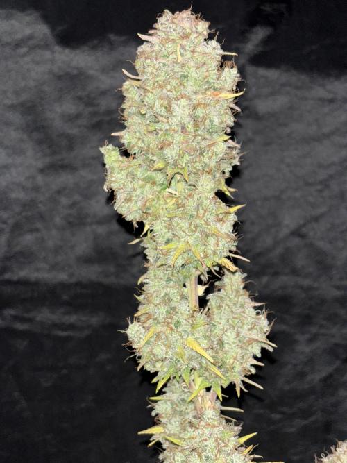 Pound Cake auto. Week 10