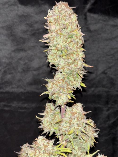 Pound Cake auto. Week 10