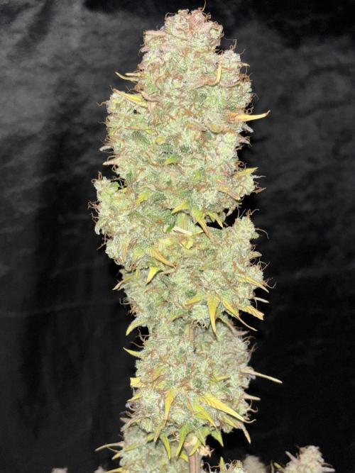 Pound Cake auto. Week 10