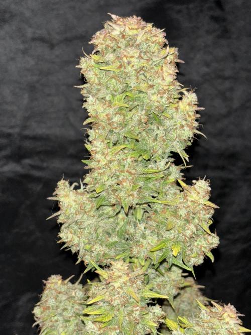 Pound Cake auto. Week 10