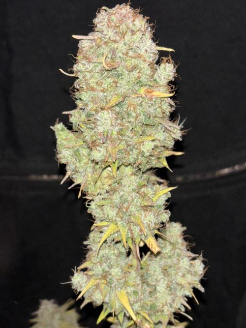 Pound Cake auto. Week 10