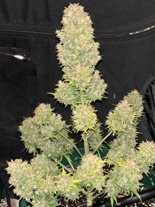 Pound Cake auto. Week 10