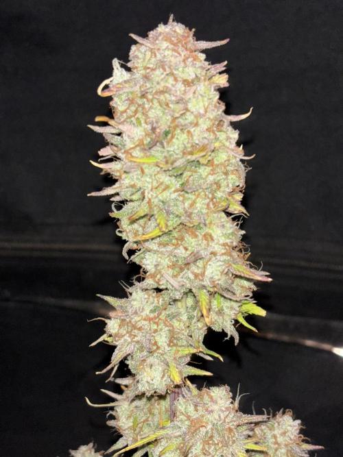 Pound Cake auto. Week 10