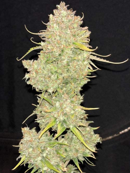 Pound Cake auto. Week 10