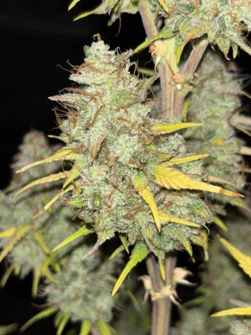 Pound Cake auto. Week 10