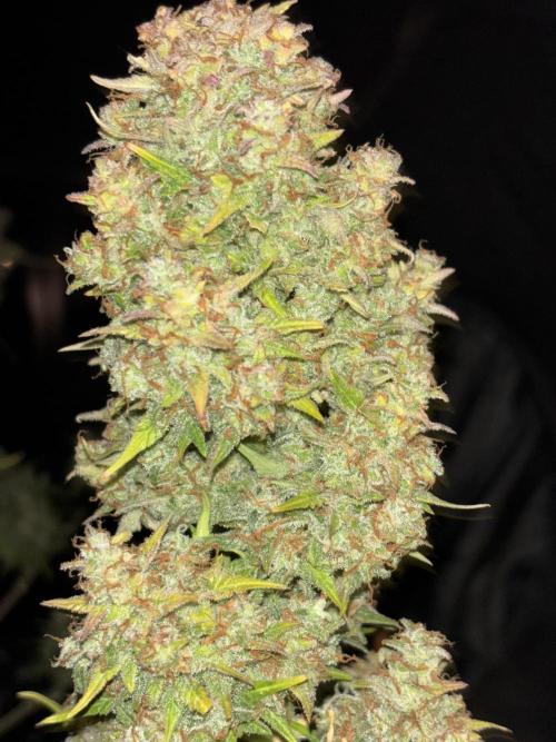 Pound Cake auto. Week 10