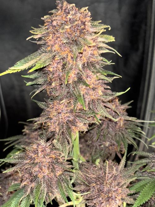 Cherry Cola auto. Week 10