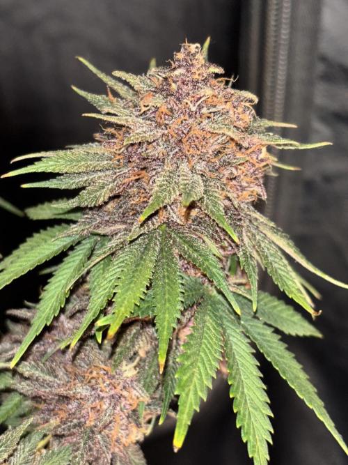 Cherry Cola auto. Week 10