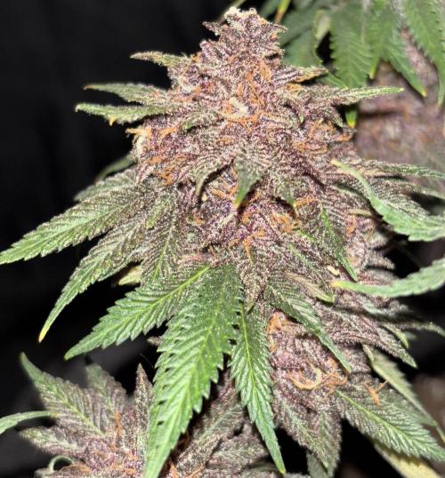 Cherry Cola auto. Week 10