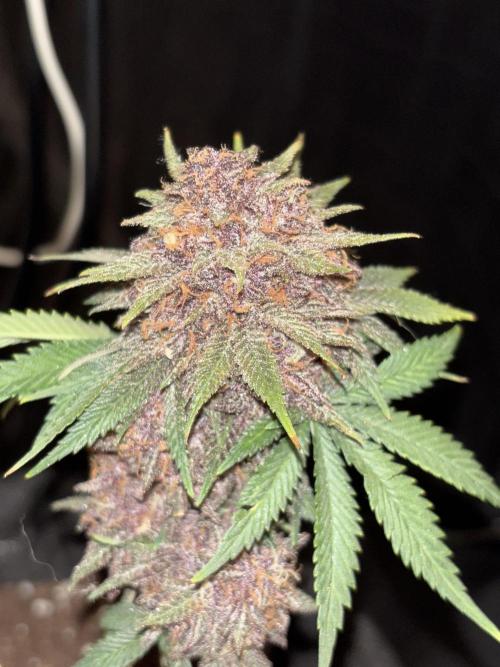 Cherry Cola auto. Week 10