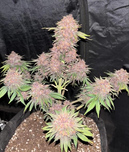 Cherry Cola auto. Week 10