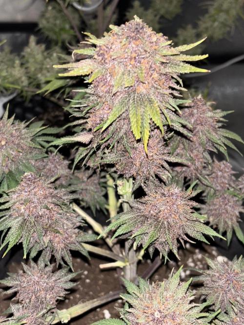 Cherry Cola auto. Week 10