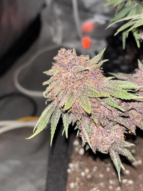 Cherry Cola auto. Week 10