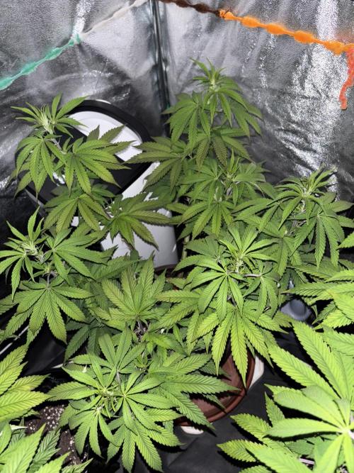 Lemon Cherry Gelato. Week 9