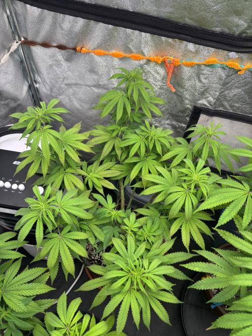 Lemon Cherry Gelato. Week 9