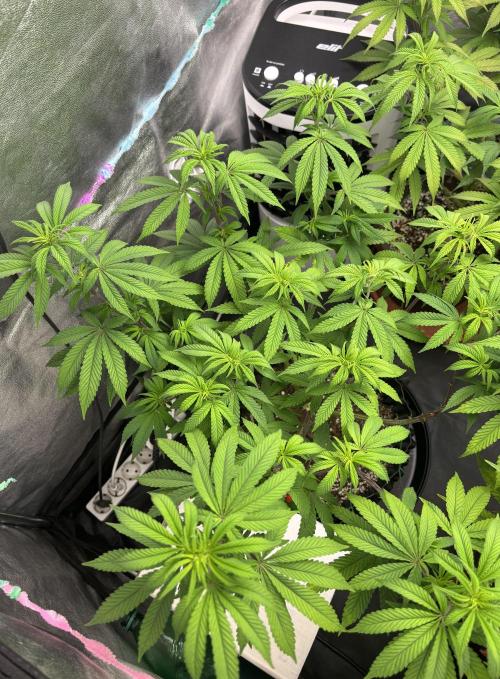 Lemon Cherry Gelato. Week 9