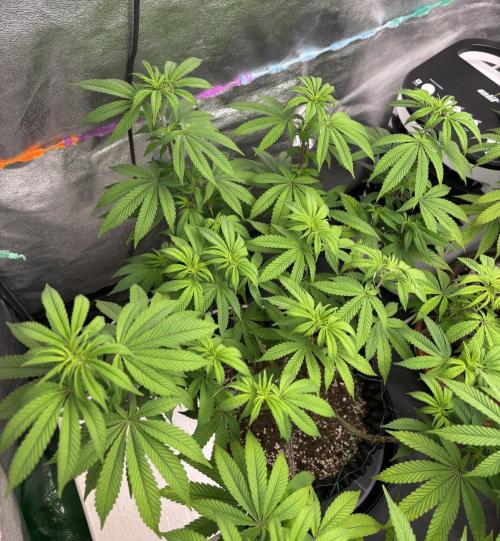 Lemon Cherry Gelato. Week 9