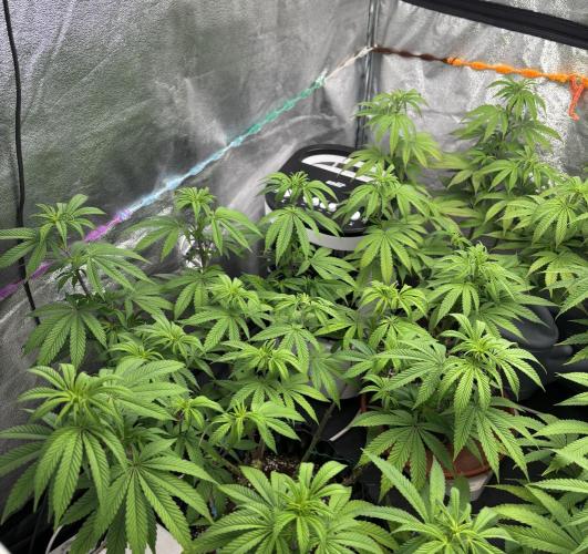 Lemon Cherry Gelato. Week 9