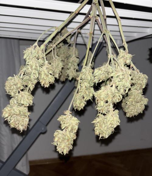 Pound Cake auto. Week 11