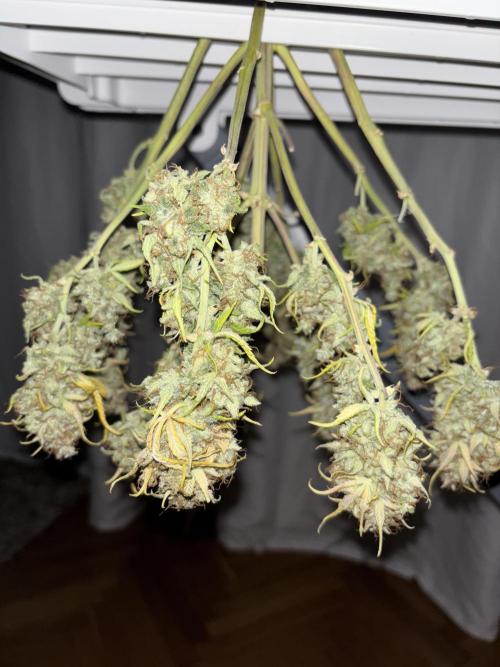 Pound Cake auto. Week 11