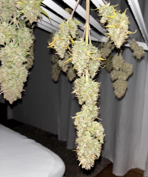 Pound Cake auto. Week 11