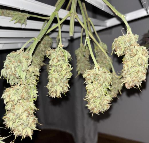 Pound Cake auto. Week 11