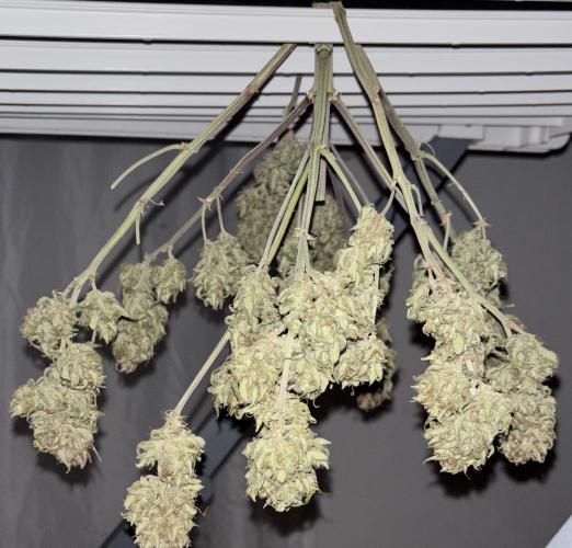 Pound Cake auto. Week 11