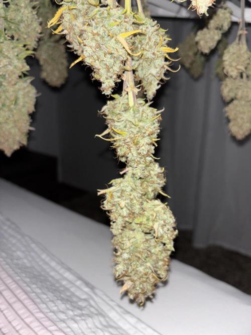 Pound Cake auto. Week 11