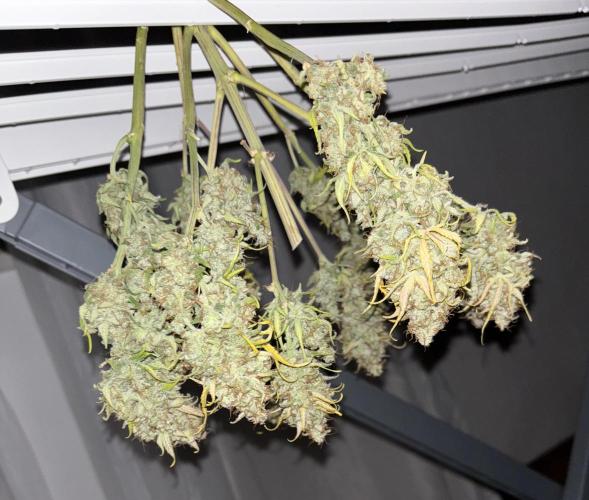 Pound Cake auto. Week 11