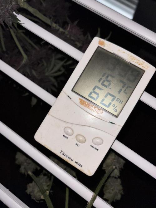 Pound Cake auto. Week 11