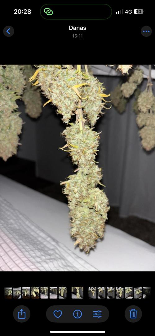 Pound Cake auto. Week 11